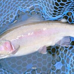 かっこいい魚がいっぱい ～岡崎トラウトポンド～